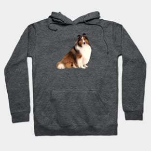 Shetland Sheepdog (#7) Hoodie